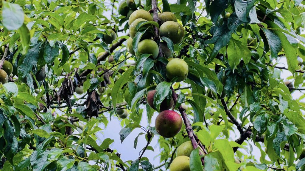 Picking up plum festival starts in Muong Long, Ky Son