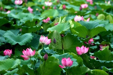 Returning to the lotus season in Nghe