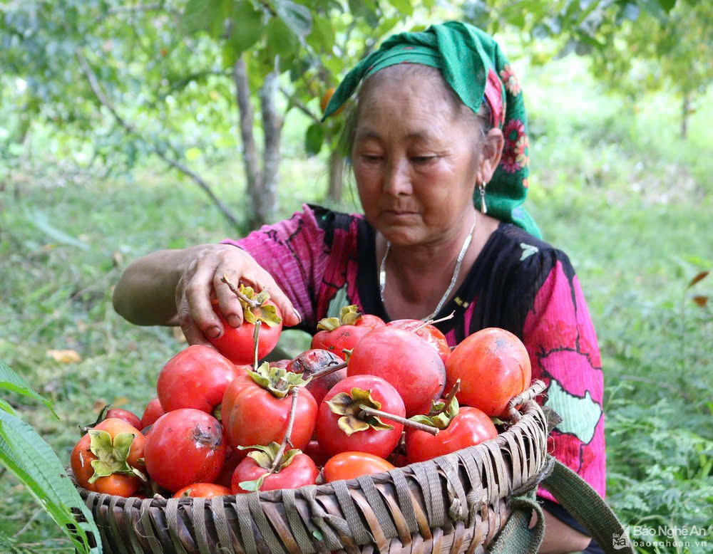 Persimmon season Muong Long