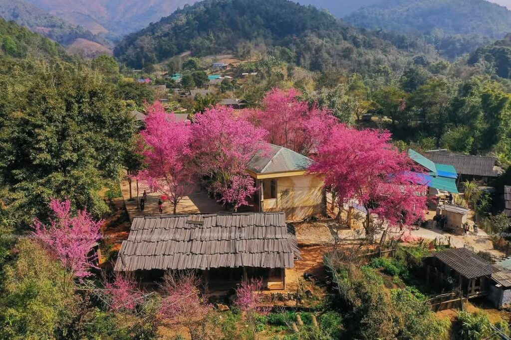 How Is Cherry Blossom Season In Nghe An?