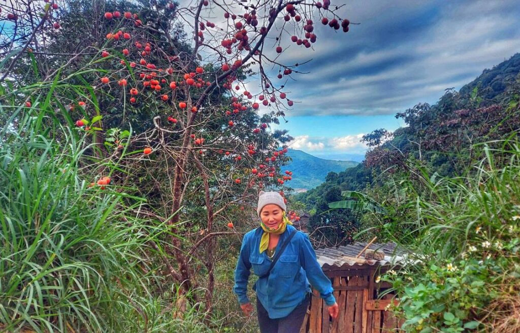 Autumn in Muong Xen: Scarlet Persimmons and Ancient Sa Mu Roof Houses