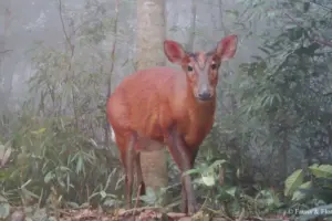 Discover the Hidden Wildlife of Pu Mat National Park in Nghe An, Vietnam